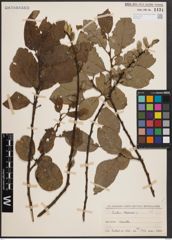 Foto von Salix caprea L.